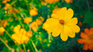 Meksika Aster Bloom güzel, güneş ışığı almak