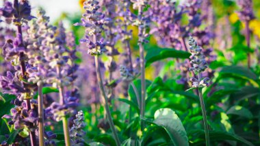 Salvia Bloom güzel mavi, güneş ışığı