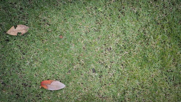 Árboles Luz Del Sol Hermosa Mañana — Foto de Stock