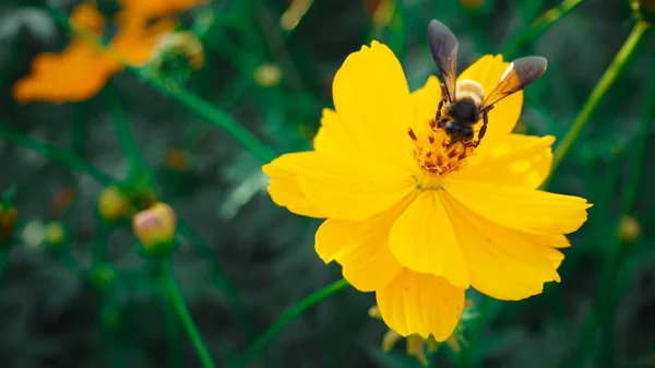 Meksika Aster Bloom güzel, güneş ışığı almak