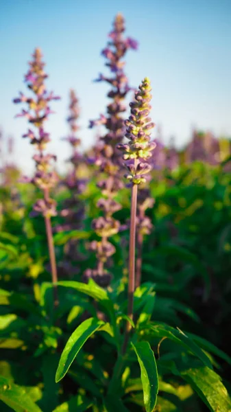 Blue Salvia Bloom Lindamente Receber Luz Solar — Fotografia de Stock