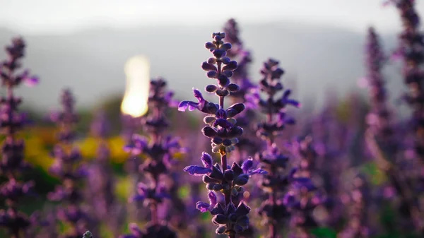 Kék Virágos Salvia Szépen Kap Napfényt — Stock Fotó