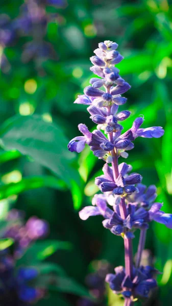 Blue Salvia Bloom Lindamente Receber Luz Solar — Fotografia de Stock