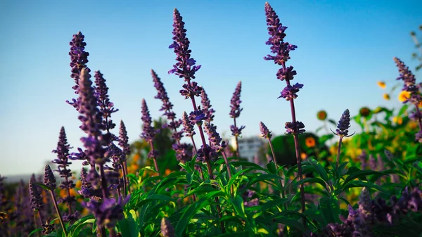 Blue Salvia Bloom Lindamente Receber Luz Solar — Fotografia de Stock