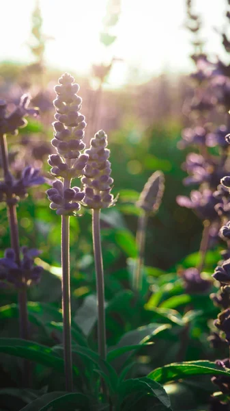 Salvia Bloom Güzel Mavi Güneş Işığı — Stok fotoğraf