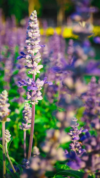 Blue Salvia Bloom Lindamente Receber Luz Solar — Fotografia de Stock