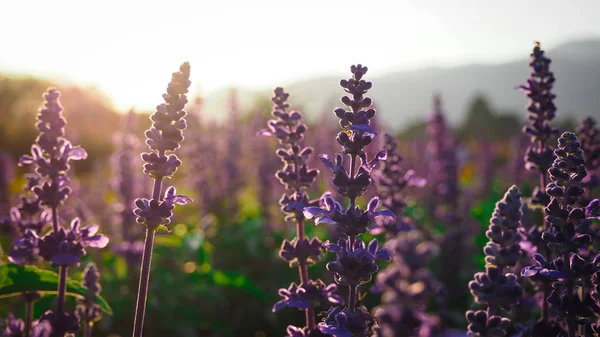 Kék Virágos Salvia Szépen Kap Napfényt — Stock Fotó