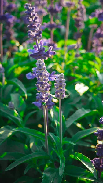 青のサルビアの花が美しく 日光を受ける — ストック写真