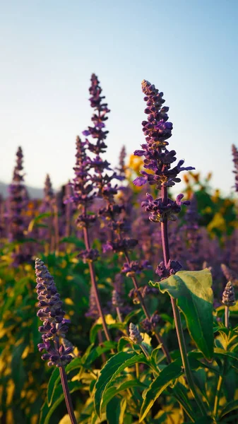 Kék Virágos Salvia Szépen Kap Napfényt — Stock Fotó