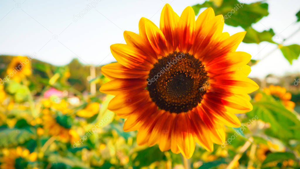 Sunflower blooming beautifully, accepting sunlight