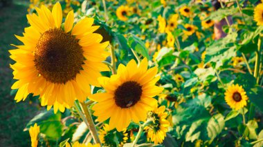 Güzel çiçek açan, güneş ışığı kabul ederek ayçiçeği