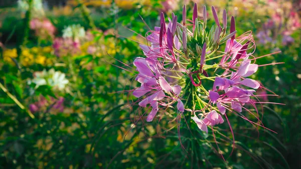 Güzel Çiçek Açan Güneş Işığı Kabul Ederek Spiderflower — Stok fotoğraf