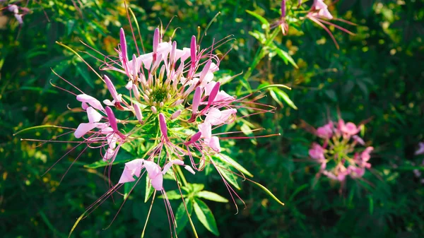 güzel çiçek açan, güneş ışığı kabul ederek spiderflower