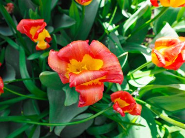 Baharda güzel laleler Netherla ülkesinin sembolü