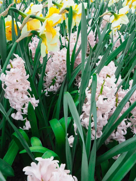 Schöne Tulpen im Frühling Symbol des Landes der Niederlande — Stockfoto