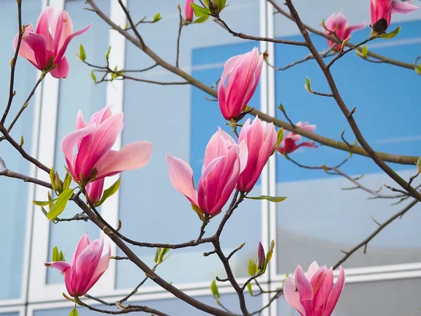 Magnolia bloemen in het park naast de straten van de stad. — Stockfoto