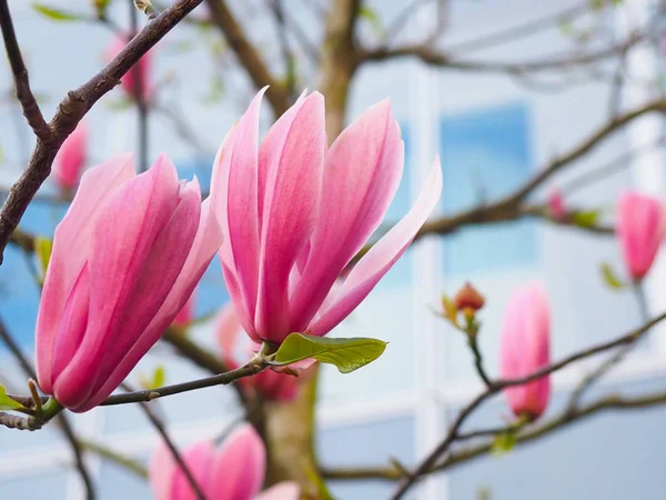 Magnolia bloemen in het park naast de straten van de stad. — Stockfoto