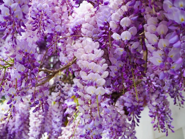 Paarse bloemen zijn een prachtig bos. — Stockfoto