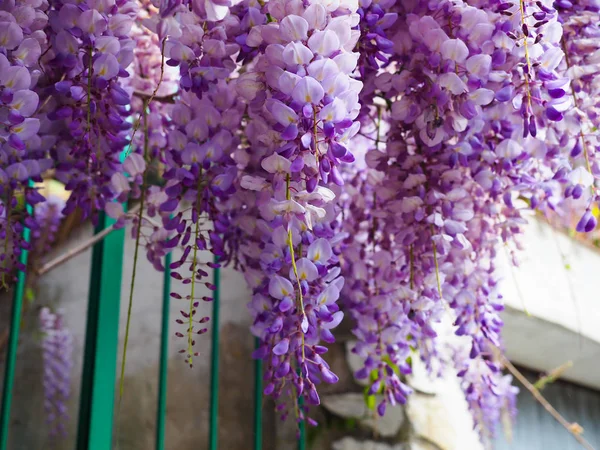 Fiori viola sono un bel mazzo . — Foto Stock