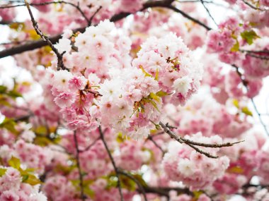 Güzel kiraz çiçekleri Japonya'da turist çekmek.