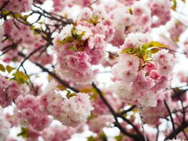 Güzel kiraz çiçekleri Japonya'da turist çekmek.