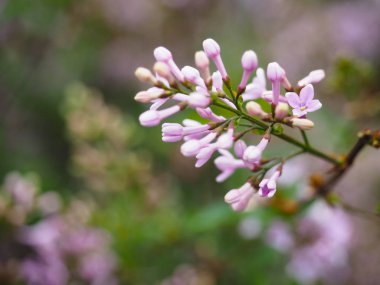 Güzel kiraz çiçekleri Japonya'da turist çekmek.