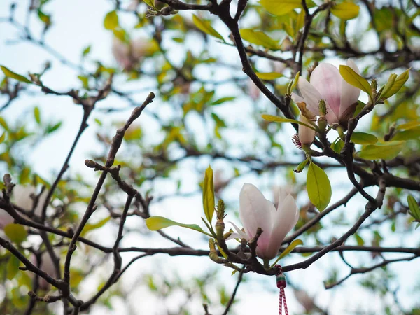 Magnolia kwiaty w parku obok ulic miejskich. — Zdjęcie stockowe