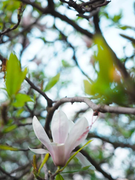 Magnolia bloemen in het park naast de straten van de stad. — Stockfoto