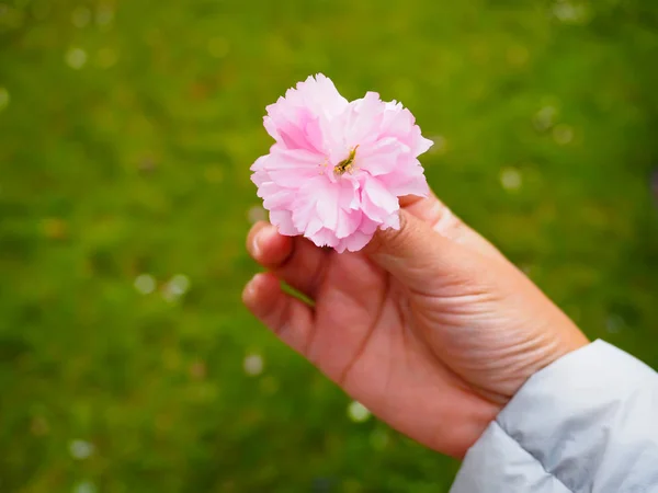 Beautiful cherry blossoms in lady hand attract tourists in Japan