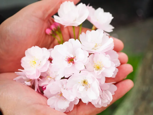 Beautiful cherry blossoms in lady hand attract tourists in Japan — Stock Photo, Image