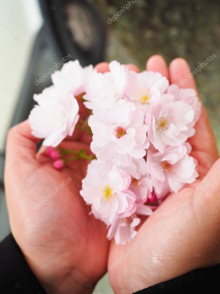 Beautiful cherry blossoms in lady hand attract tourists in Japan