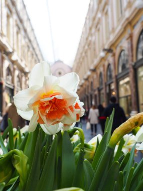 Baharda güzel laleler Netherla ülkesinin sembolü
