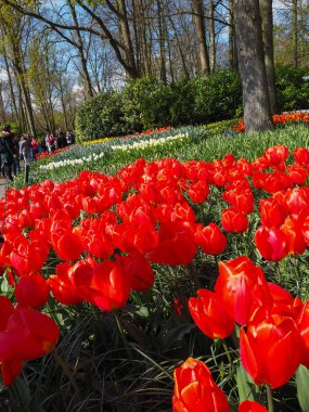 Baharda güzel laleler Netherla ülkesinin sembolü