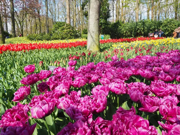 Красивые тюльпаны весной Символ страны Недерла — стоковое фото