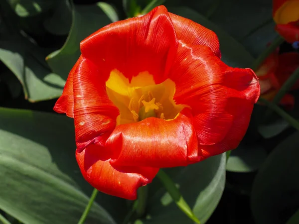 Schöne Tulpen im Frühling Symbol des Landes der Niederlande — Stockfoto