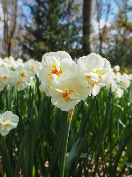 Schöne Tulpen im Frühling Symbol des Landes der Niederlande — Stockfoto