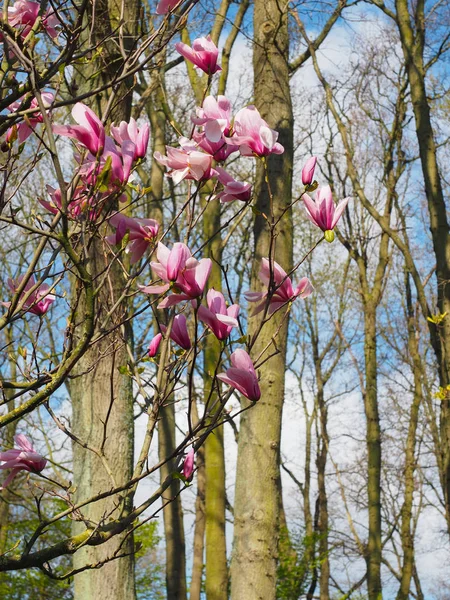 De belles fleurs de cerisier attirent les touristes au Japon . — Photo