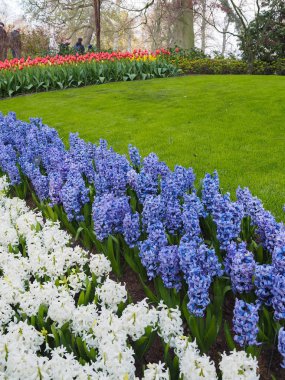 Baharda güzel laleler Netherla ülkesinin sembolü