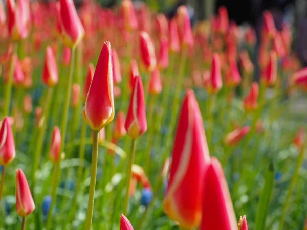 Překrásné tulipány na jaře symbol země Netherla — Stock fotografie