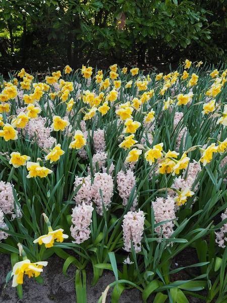 Schöne Tulpen im Frühling Symbol des Landes der Niederlande — Stockfoto