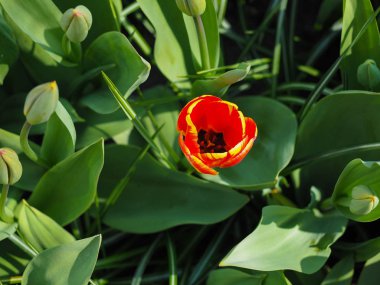 Baharda güzel laleler Netherla ülkesinin sembolü