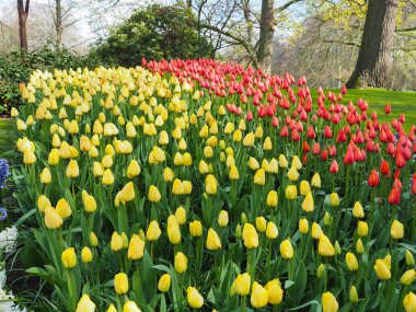 Baharda güzel laleler Netherla ülkesinin sembolü