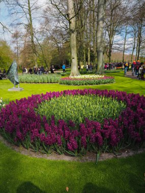 Baharda güzel laleler Netherla ülkesinin sembolü