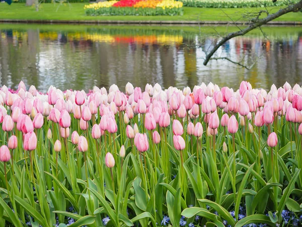 Beautiful tulips in spring Symbol of the country of the Netherla — Stock Photo, Image