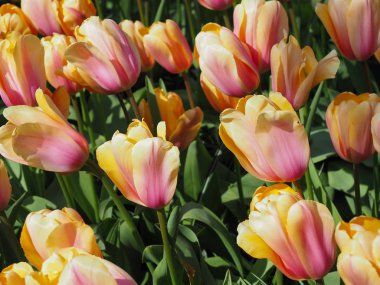 Baharda güzel laleler Netherla ülkesinin sembolü