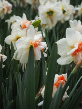 Baharda güzel laleler Netherla ülkesinin sembolü