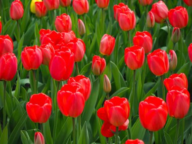 Baharda güzel laleler Netherla ülkesinin sembolü