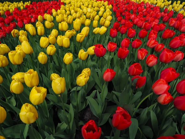 Beautiful tulips in spring Symbol of the country of the Netherla — Stock Photo, Image