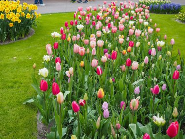 Baharda güzel laleler Netherla ülkesinin sembolü