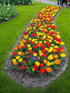 Baharda güzel laleler Netherla ülkesinin sembolü